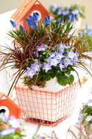 Uncinia czerwona Everflame Uncinia rubra