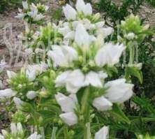 Dzwonek skupiony Alba Campanula Glomerata 9 