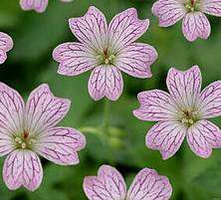 Bodziszek różnobarwny Geranium Versicolor