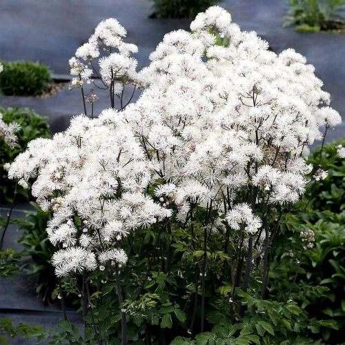 Rutewka Orlikolistna Nimbus White Thalictrum Aqulegiifolium 1l