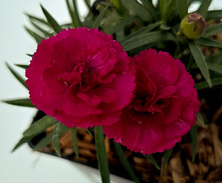 Goździk Paddock Violet Dianthus hybrida 1l