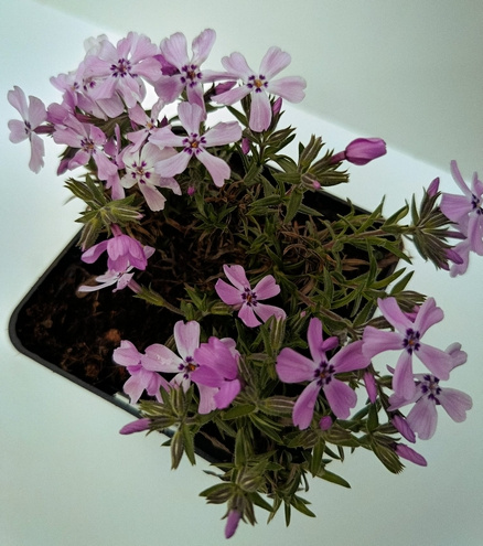 Floks Szydlasty Benita Phlox subulata 9