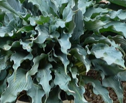 Funkia Waterslide Hosta 1l