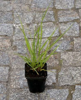 Rozplenica Japońska Red Head Pennisetum Alopecuroides 9