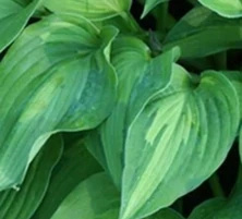 Funkia Elizabeth Campbell Hosta 1l