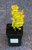 Berberys Thunberga Golden Tower Berberis Thunbergii 1l