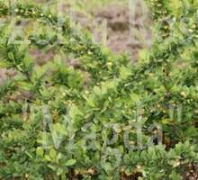 Berberys Thunberga Green Carpet Berberis Thunbergii 9 - 1l