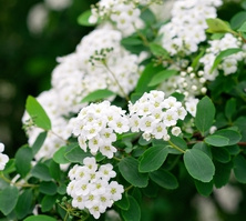 Tawuła nippońska Snowmound Spiraea nipponica 9-1l