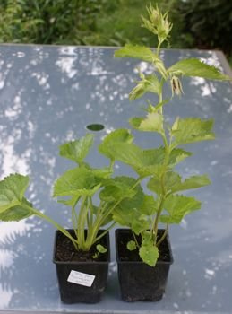 Dzwonek kopkowany Kent Belle Campanula punctata 9