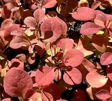 Berberys Thunberga Orange Pillar Berberis Thunbergii 1l