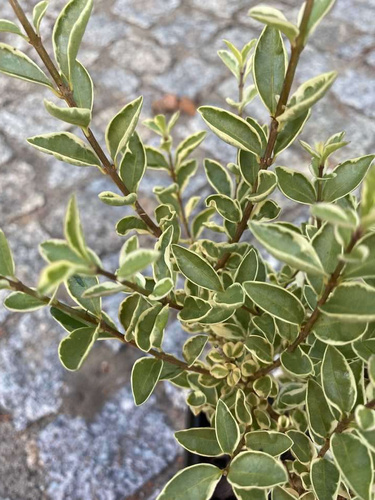 Ligustr okrągłolistny Albovariegatum Ligustrum ovalifolium 9-1l