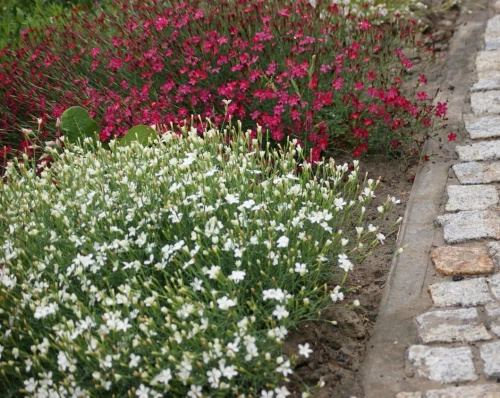 Goździk kropkowany C. czerwony Dianthus deltoides 9