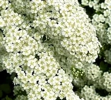 Tawuła nippońska Halvard"s Silver Spiraea nipponica 1l