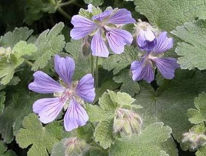 Bodziszek Renarda Philippe Vapelle Geranium Renardii