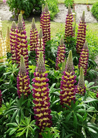 Łubin Manhattan Lights Lupinus hybrida