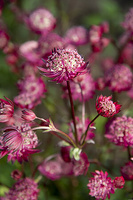 Jarzmianka Astra Red Astrantia hybrida 0,5l - 1l