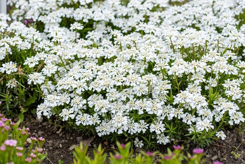 Ubiorek wiecznie zielony Weisser Zwerg Iberis Sempervirens