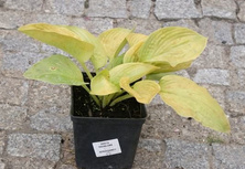 Funkia Doubloons Hosta  2l
