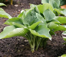 Funkia Blue Angel Hosta 1l