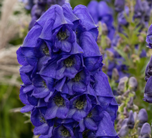Tojad Arendsii Aconitum carmichaelii 1l