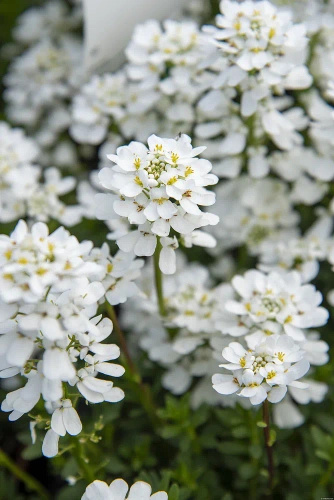 Ubiorek wiecznie zielony Appen Etz Iberis Sempervirens