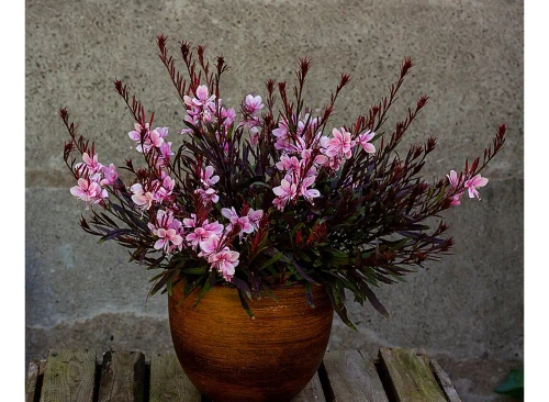 Gaura Passionate Blush Gaura lindheimeri 1l