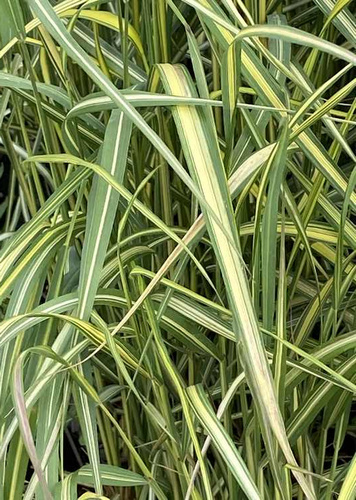 Trzcinnik ostrokwiatowy England Calamagrostis acutiflora 1l