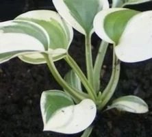 Funkia Snow Cap Hosta 2l