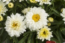 Złocień Wielki Macaroon Leucanthemum Maximum