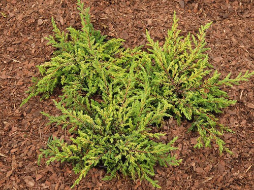 Jałowiec Pospolity Goldschatz Juniperus Communis 1l