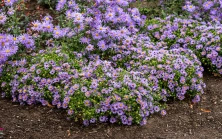 Aster October Skies Symphyotrichum oblongifolium