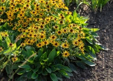 Rudbekia Błyskotliwa Sun Ka Ching Rudbeckia Fulgida