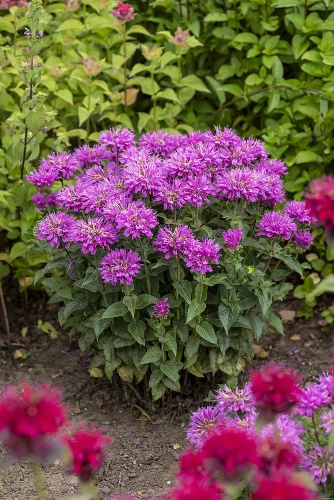 Pysznogłówka Baby Spice Monarda 9