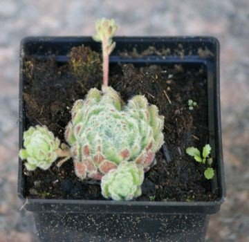 Rojnik wełnisty Sempervivum ciliosum  9