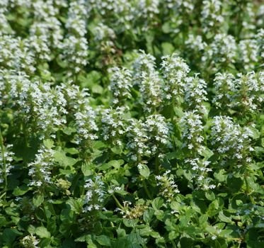 Dąbrówka rozłogowa Alba Ajuga Reptans