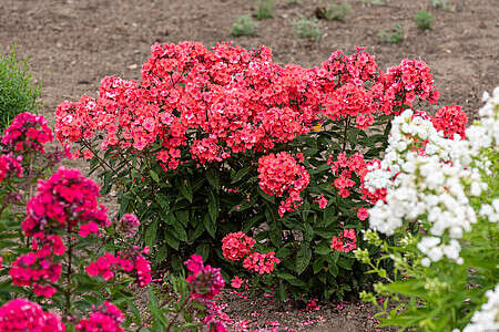 Floks, Płomyk Spitfire Phlox Paniculata 1l