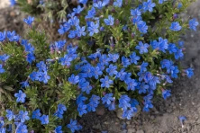 Nawrot Heavenly Blue Lithodora Diffusa