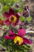 Sasanka Pinwheel Dark Red Shades Pulsatilla Vulgaris