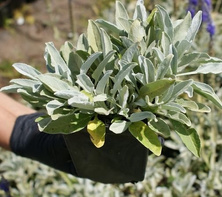 Przetacznik siwy Argentea Veronica incana 9