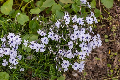 Floks Szydlasty Bavaria Phlox subulata 9