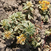 Rozchodnik kamczacki Variegatum Sedum kamtschaticum 1l
