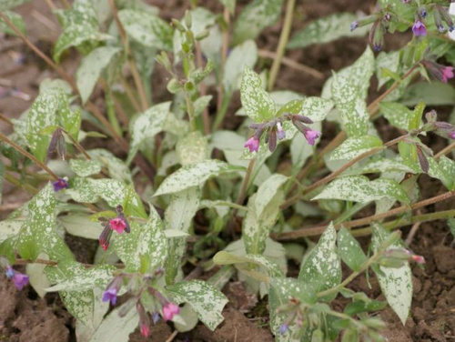 Miodunka Majeste Pulmonaria 9