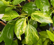 Forsycja Variegata Forsythia x intermedia 