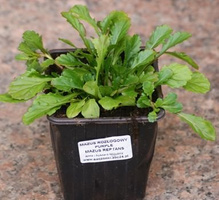 Mazus rozłogowy niebieskofioletowy Mazus reptans