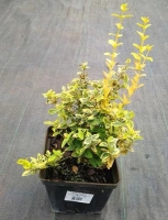 Trzmielina fortunea Emerald'n Gold Euonymus fortunei