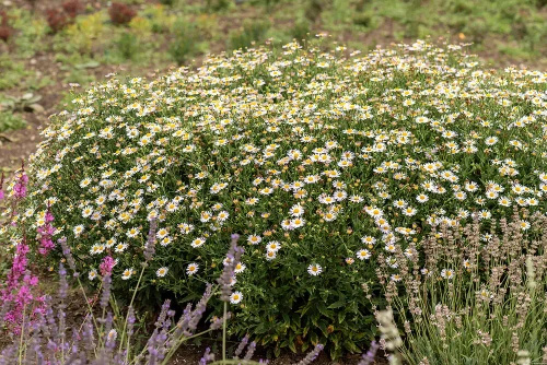 Aster letni Kalimeris wciętolistna Madiva Kalimeris incisa