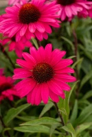 Jeżówka Sensation Wild Romance Echinacea 