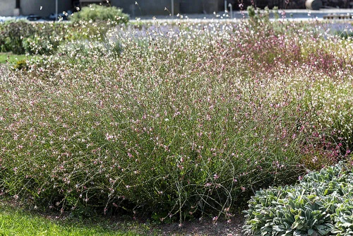 Gaura Rosy Jane Gaura lindheimeri 1l