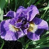 Irys Syberyjski Double Standarts Iris Sibirica 9