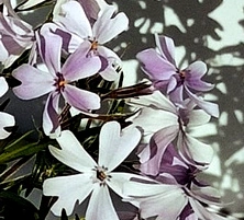 Floks Szydlasty Emerald Cushion Blue  Phlox subulata 9